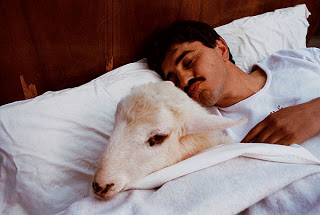 Hara - man sleeping next to sheep